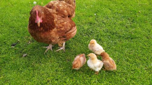 a chicken and chicks standing in the grass at Agroturystyka Wilkowyja in Mchawa