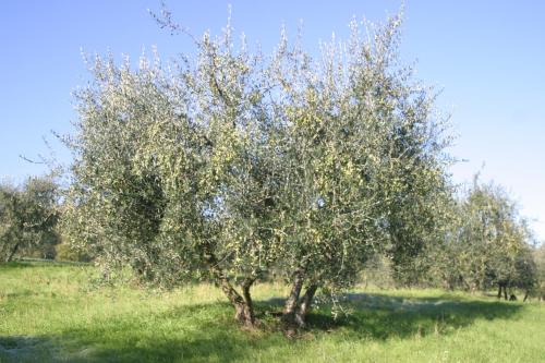Φωτογραφία από το άλμπουμ του I Gelsi σε Figline Valdarno