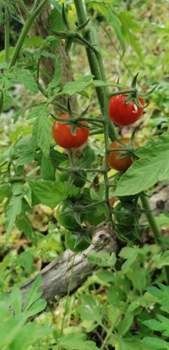 a group of tomatoes growing on a plant at Mano Verde Minca in Minca
