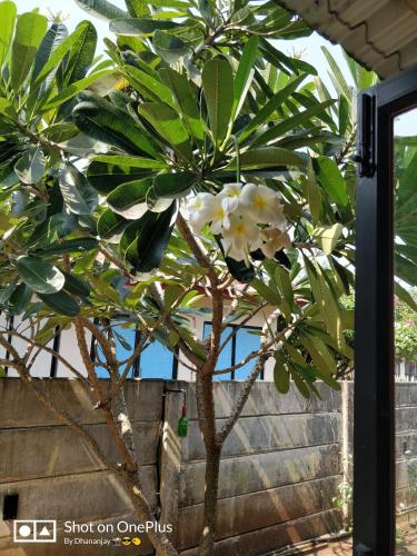 a tree with white flowers in front of a fence at Chalet Casa Amor, Perfect home amidst tranquility in Karjat