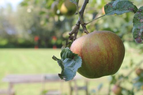 Jardín al aire libre en B&B 't Zwaluwnest