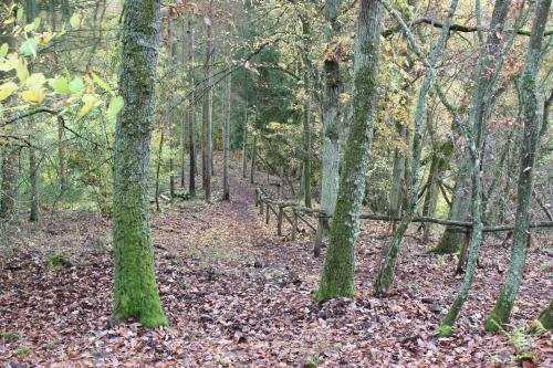 a wooden bench in the middle of a forest at fewogriebelschied in Griebelschied