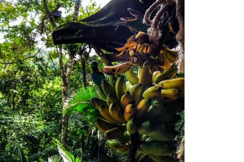 a bunch of bananas hanging from a banana tree at Remo Hostel in Parati-Mirim