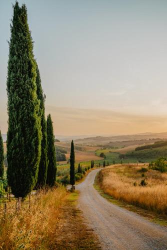 a road with trees on the side of a field at MYRTUS PODERE CUNINA in Buonconvento