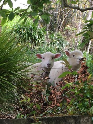 Animales en el bed and breakfast o alrededores