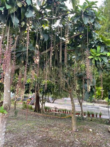 a group of trees with beads hanging from them at Ferry Head Leisure Club in Yuanshan