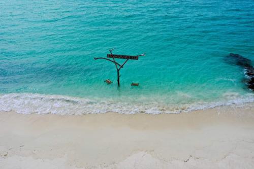 a tree in the water next to a beach at Ocean Waves Inn in Gaafaru