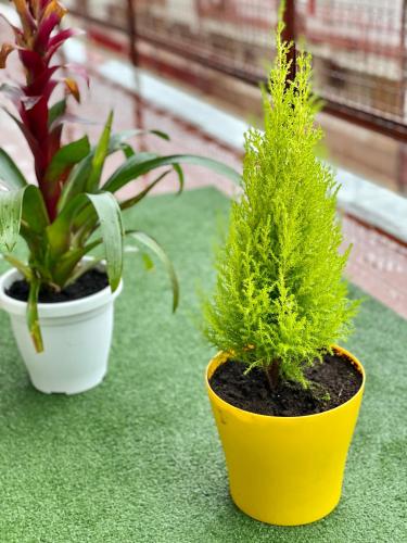 two potted plants are sitting on a green floor at B&B Marrelli Crotone in Crotone