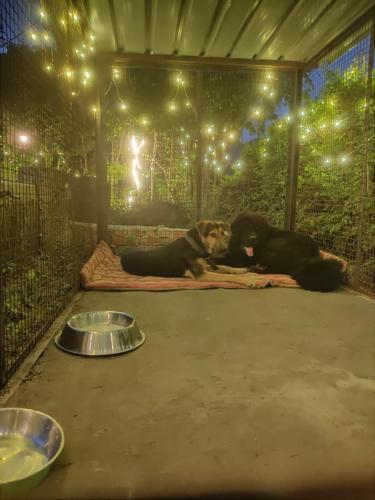 リシケーシュにあるH7Stay Luxury Cottages And Camps, Rishikeshのギャラリーの写真