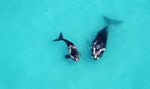 two dolphins swimming in the blue water at Misty Waves Boutique Hotel in Hermanus