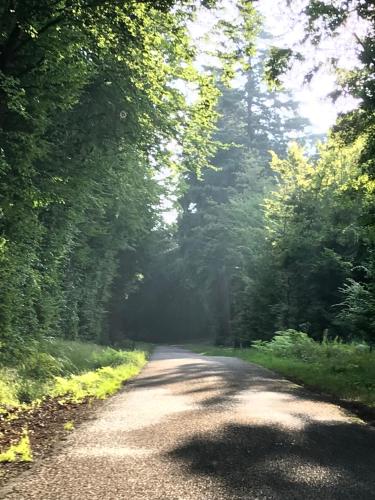 a dirt road with trees on either side at Maison d hôtes SPA Pivoine et Colibri in Domfessel