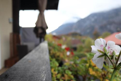 a white flower on a ledge with mountains in the background at Apartmenthaus Hinterer in Bad Goisern