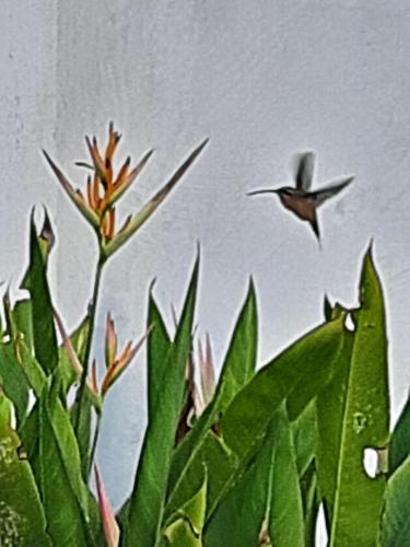 a bird flying in the sky over a plant at Casa para temporada - Chapada das Mesas in Carolina