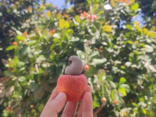 a person holding a bird sitting on top of an apple at Aconchego da Nina in Jijoca de Jericoacoara