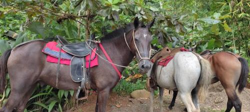 two horses standing next to each other under a tree at GreenPoint Drake Bay in Drake