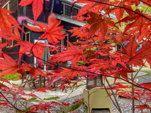 a tree with red leaves in front of a building at Mojo Lodge Hakuba in Hakuba