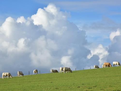 a herd of cows grazing on a grassy hill at Gîte spacieux avec jardin, terrasse, Wifi et accueil chevaux près de Calais-Boulogne-Saint Omer - FR-1-376-73 in Sanghen