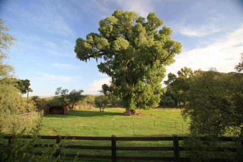 a large tree in a field behind a fence at Spirit Tree Inn B&B in Patagonia