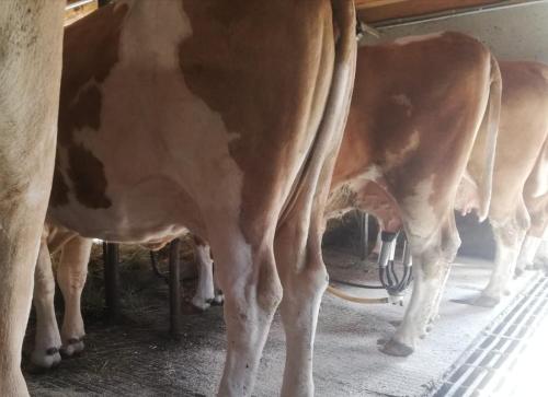 a group of cows standing in a barn at Bio-Bauernhof-Hotel Matlschweiger in Lassing