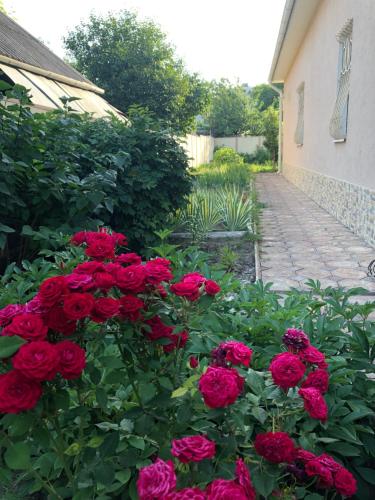 a bunch of red roses in a garden at УЮТНЫЙ ДОМ ДЛЯ ОТДЫХА, город-Бендеры ,Приднестровье in Bender