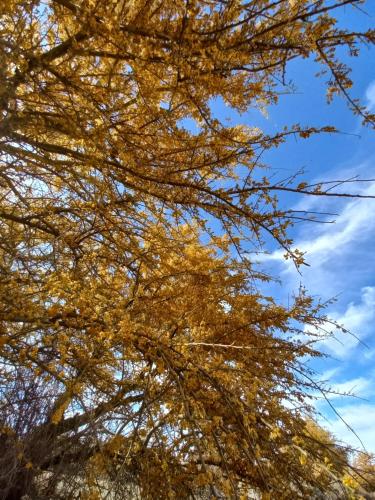 Un árbol con hojas amarillas. en Casa Buenavista, en San Pedro de Atacama