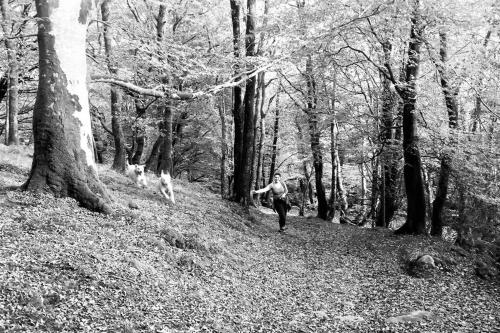 a man and a dog walking in the woods at Hendre Fechan Cottage, Nr Barmouth, Pets welcome, beautiful views. in Llanddwywe