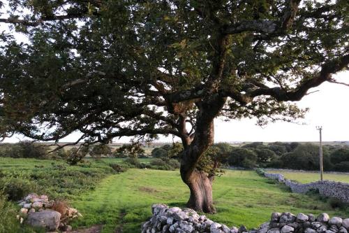 a tree in a field with rocks around it at Hendre Fechan Cottage, Nr Barmouth, Pets welcome, beautiful views. in Llanddwywe