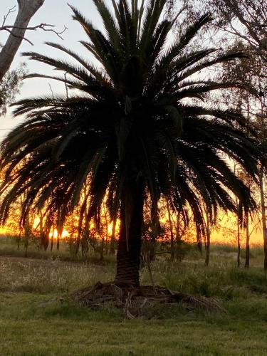 a palm tree in a field with the sunset in the background at The Old Butter Factory at Springhurst Estate in Springhurst