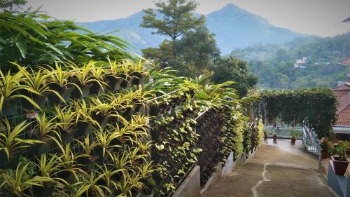 a row of plants on a fence with mountains in the background at Zenha Resorts in Munnar