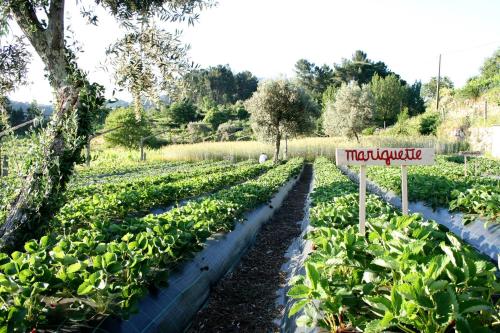 a vegetable garden with a sign that reads therapeutic at Verde Água Agroturismo e Agricultura Biológica in Couto