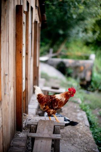 a chicken standing outside of a building at Verde Água Agroturismo e Agricultura Biológica in Couto