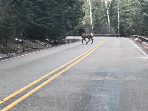a moose running down a road at The Cabins at Cloudcroft in Cloudcroft