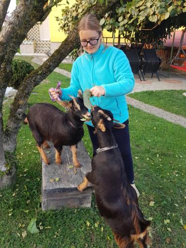 Animales en el departamento o alrededores