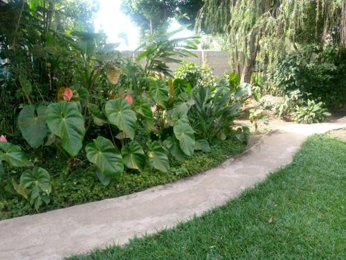 a garden with lush green plants and a sidewalk at Karibu Heritage House in Arusha