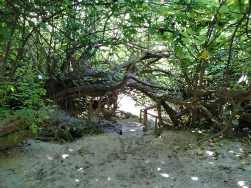a tree with a bridge over a dirt trail at Casa Cueva Sol in Pozo Alcón