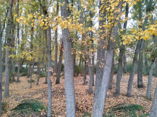 a forest of trees with leaves on the ground at Casa Cueva Sol in Pozo Alcón