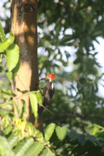 a red and black bird perched on a tree at El Toucan Loco Floating Lodges in Tierra Oscura