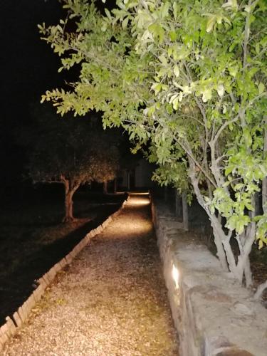 a row of trees in a garden at night at Quinta da Tapada de São Pedro in Vimieiro