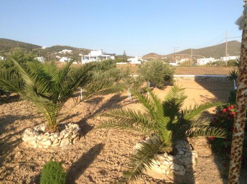 a group of palm trees in a yard at San Giorgio in Agios Georgios
