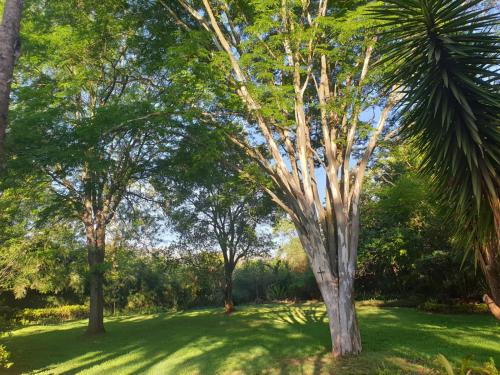 a tree in the middle of a field of grass at The Bliss Boutique in Louis Trichardt