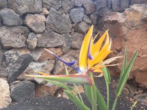 a yellow and orange flower next to a stone wall at Loft La Tahonilla in Tías