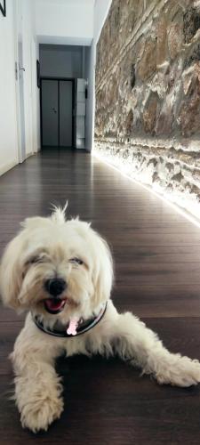 EMA FLAT in Trastevere photo 25