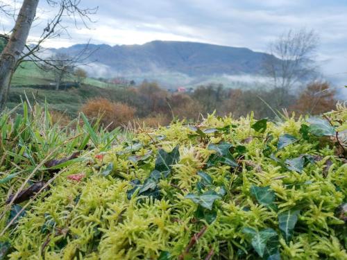 a field of green plants with a mountain in the background at El Balcon del Horreo in Piloña