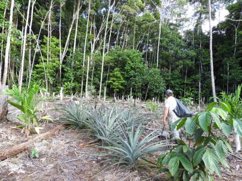 Imagen de la galería de Casa Azul Reserva Amazonica, en Leticia