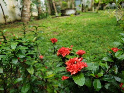 a bush with red flowers in a yard at Olee Villa in Bentota