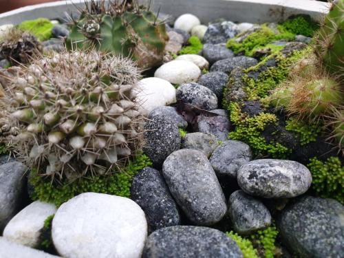 a succulent garden with rocks and cactuses at Olee Villa in Bentota