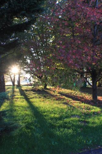 a group of trees with pink flowers in a park at Gite La Luciole in Tourtrol