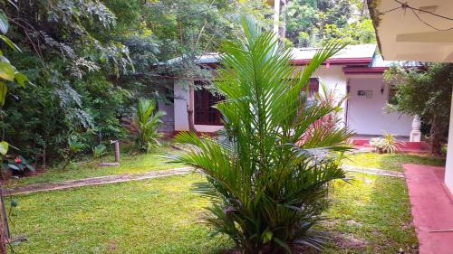a house with a palm tree in the yard at Woodsy Villa in Sigiriya