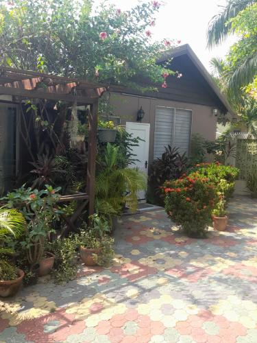 a house with a bunch of plants in front of it at 11 Glenhope Avenue in Kingston