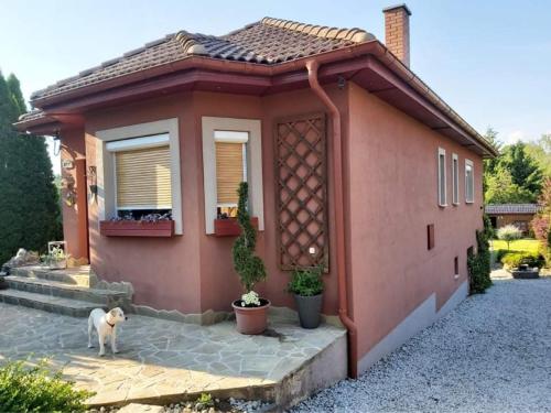 un chien debout devant une petite maison dans l'établissement Nyirjes Vendégház, à Balassagyarmat